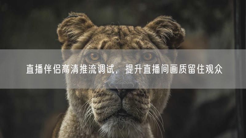 直播伴侣高清推流调试，提升直播间画质留住观众