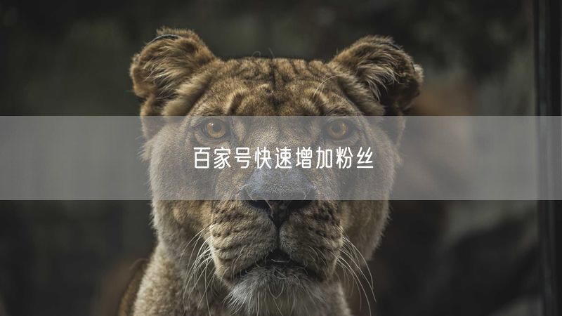 百家号快速增加粉丝