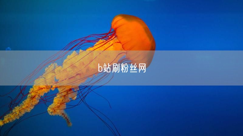 b站刷粉丝网