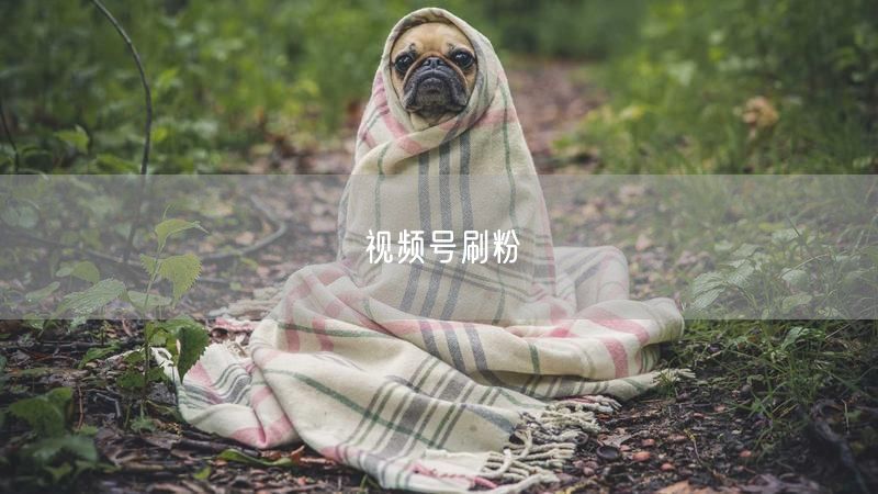 视频号刷粉