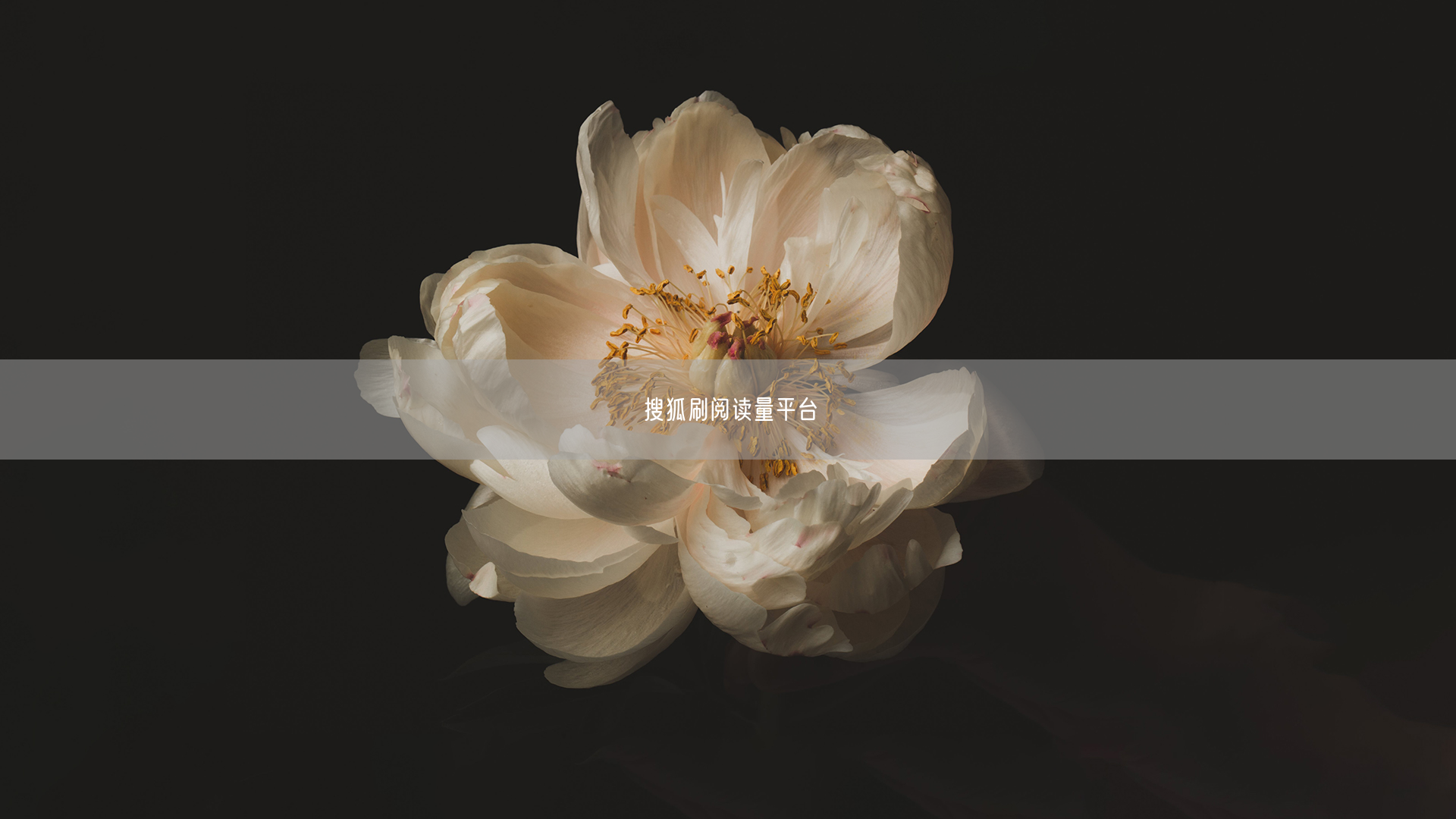 搜狐刷阅读量平台